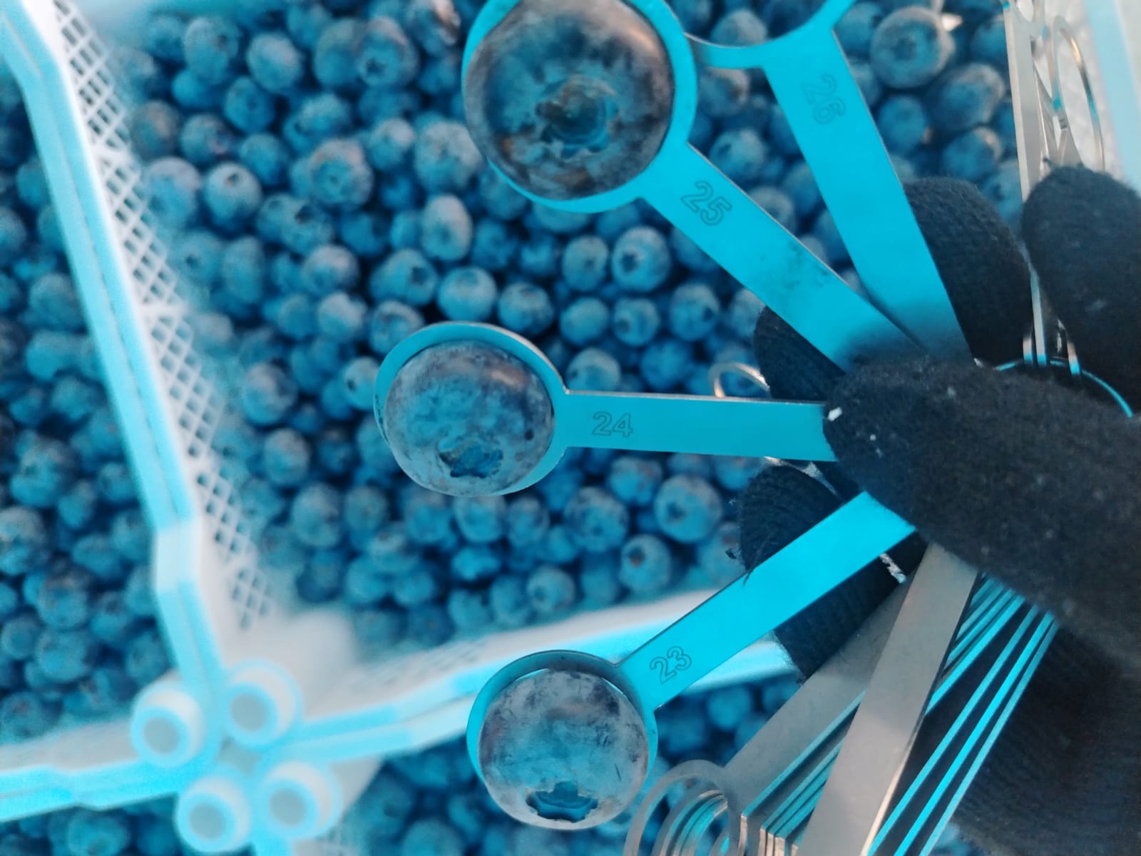 BLUEBRRY COTRINA.jpg